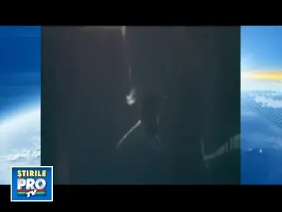 O femela de delfin Beluga a adus pe lume un pui sub ochii vizitatorilor