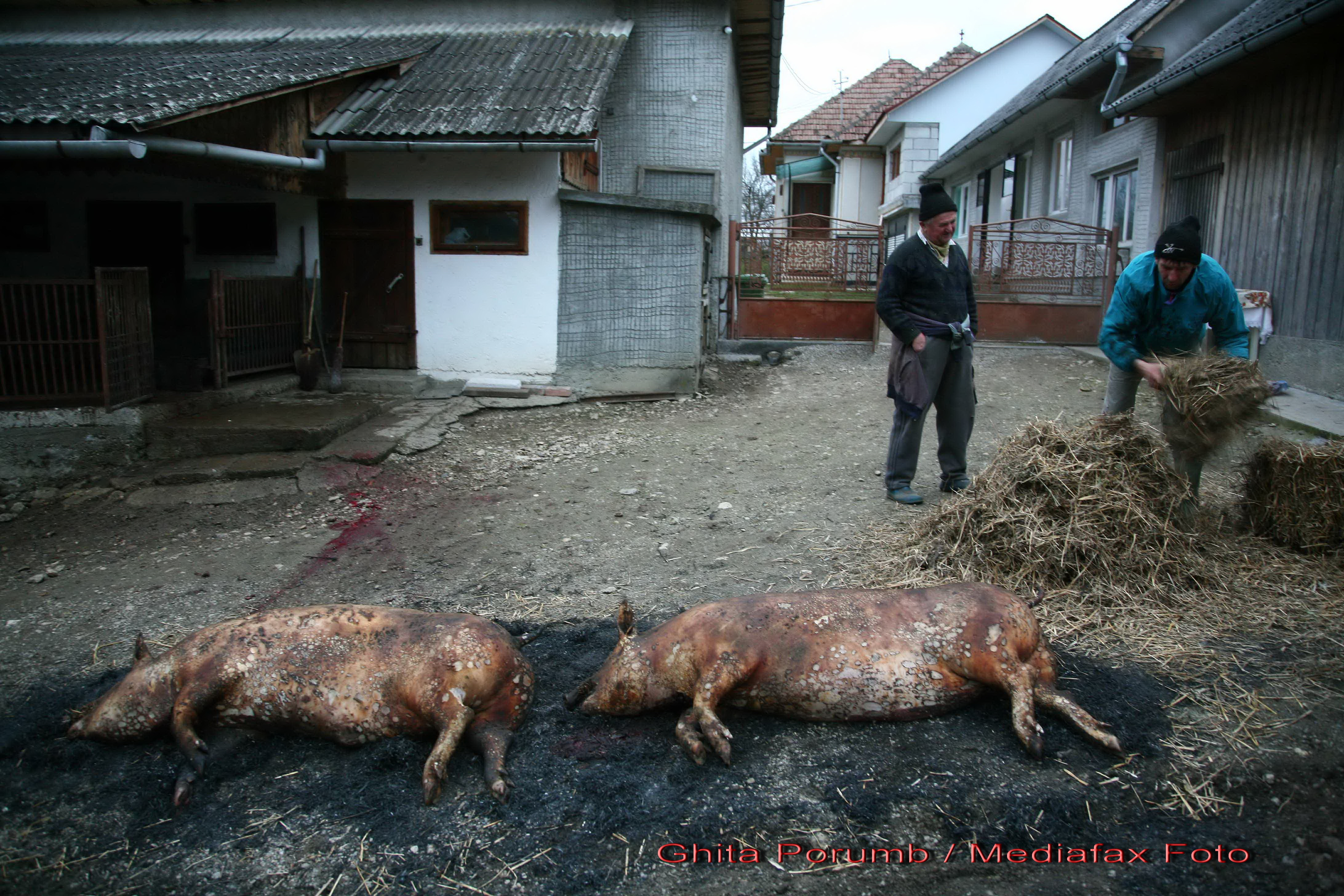 Ziua soricului! Mii de purcei au fost sacrificati in ziua de Ignat