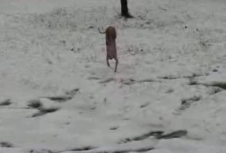 Catelul cu tractiune pe fata: in doua labute, prin zapada, spre "toaleta"