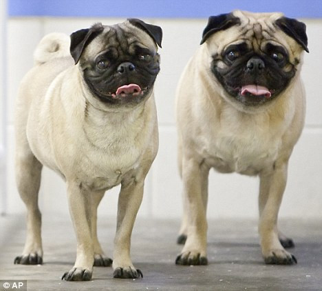 Vreti sa adoptati 2 caini? O singura precizare: si-au mancat fostul stapan