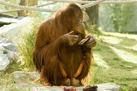 Un urangutan-fotograf face senzatie pe internet