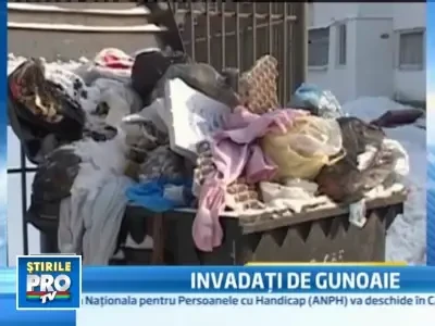 Orasele gunoaielor! Din cauza zapezii nu se mai ridica resturile menajere!