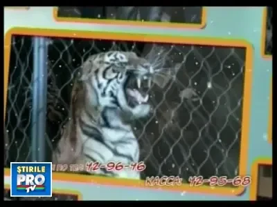 Cruzime fara margini! Animale de la circ, moarte din cauza ingrijitorilor