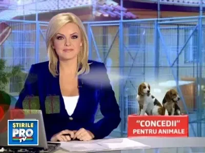 Pensiunile pentru caini si pisici, arhipline de sarbatori