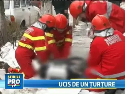 Barbat de 55 de ani, ucis de un turture de aproape un metru!