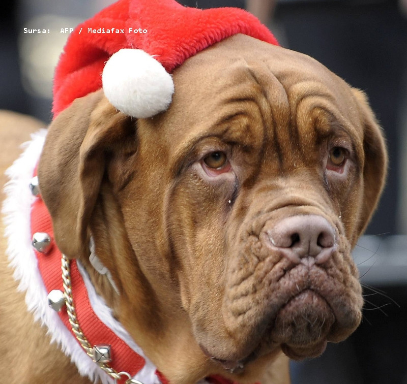 Mos Craciun a venit si la catei si pisici!