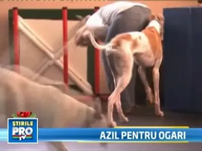 Cadou de Craciun pentru cei mai greu incercati caini din lume