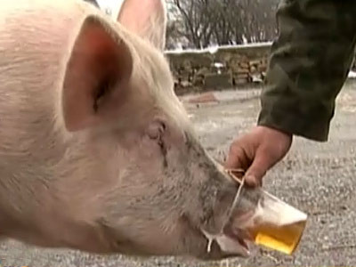 Ruska, cel mai rasfatat animal de companie!