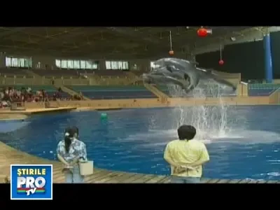 Trei pui de delfin adusi din China vor deveni vedete la Constanta