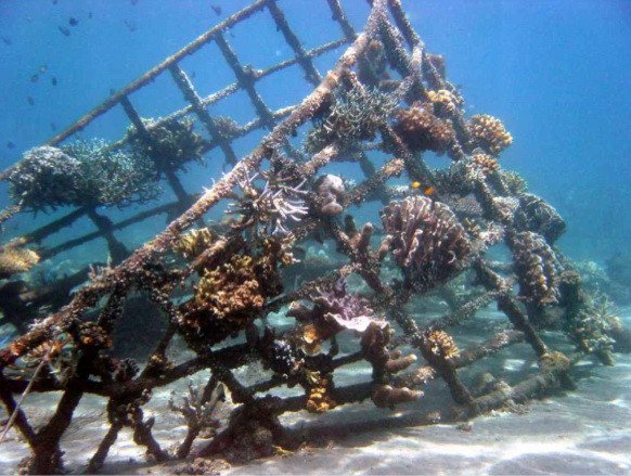 Nava scufundata intentionat pentru a fi transformata in recif artificial