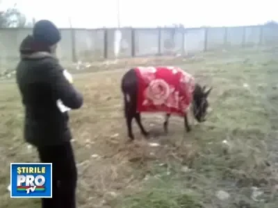 Nu va feriti de magarus! Ajutati-l caci a fost abandonat!
