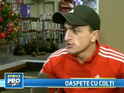 Grav bolnav si speriat, un rotweiller si-a gasit adapost intr-un club!