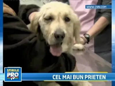 Devotament de caine! Si-a salvat stapanul din ghearele unei pume!