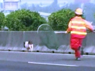 Un porcusor ratacit a dat batai de cap politistilor din Taiwan!