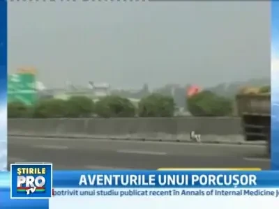 Un porcusor ratacit a dat batai de cap politistilor din Taiwan!