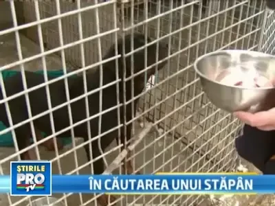 Rottweilerul care s-a adapostit intr-un club nu si-a gasit inca stapanul