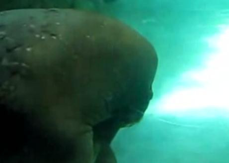 Placeri nebanuite in regnul animal! Morsa care se autosatisface!