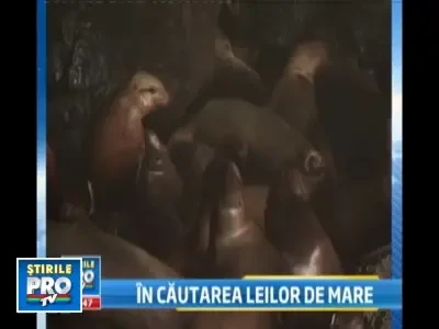 Leii de mare din San Francisco s-au mutat in statul vecin, Oregon!