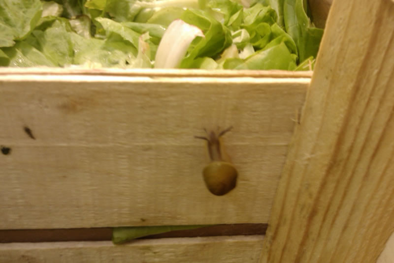 Salata cu melci.... intr-un hipermarket din Capitala!