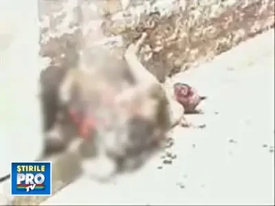 IMAGINI SOCANTE! Ars de viu de catre Mafie! Furase dintr-o piata!