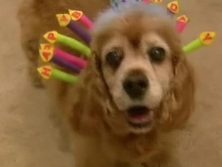 Uno, cel mai batran caine din lume! Are 22 de ani!