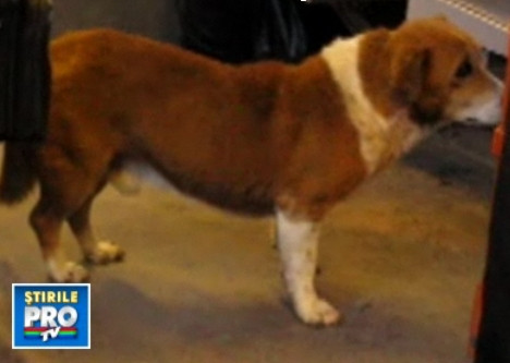 Maidanezul din 232. Cainele care nu umbla cu covrigi in coada, ci cu RATB