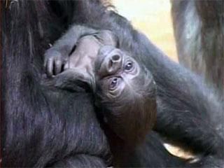 Un pui de gorila de 1,5 kg, noua vedeta de la zoo