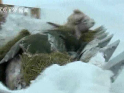 Camile in zapada de trei metri! Au sapat ore in sir ca sa le salveze