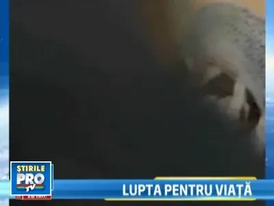 Port-au-Prince, orasul fantoma: zidurile vorbesc, cadavrele putrezesc!