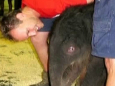 S-a nascut o elefantica la Zoo din Melbourne