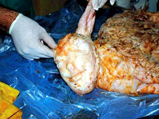 Caz SOCANT! Mielul cu chip de om!