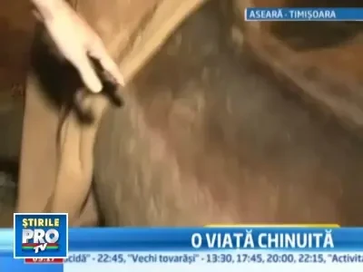 Stapan fara mila! Calul s-a prabusit sub povara unei carute pline cu fier!