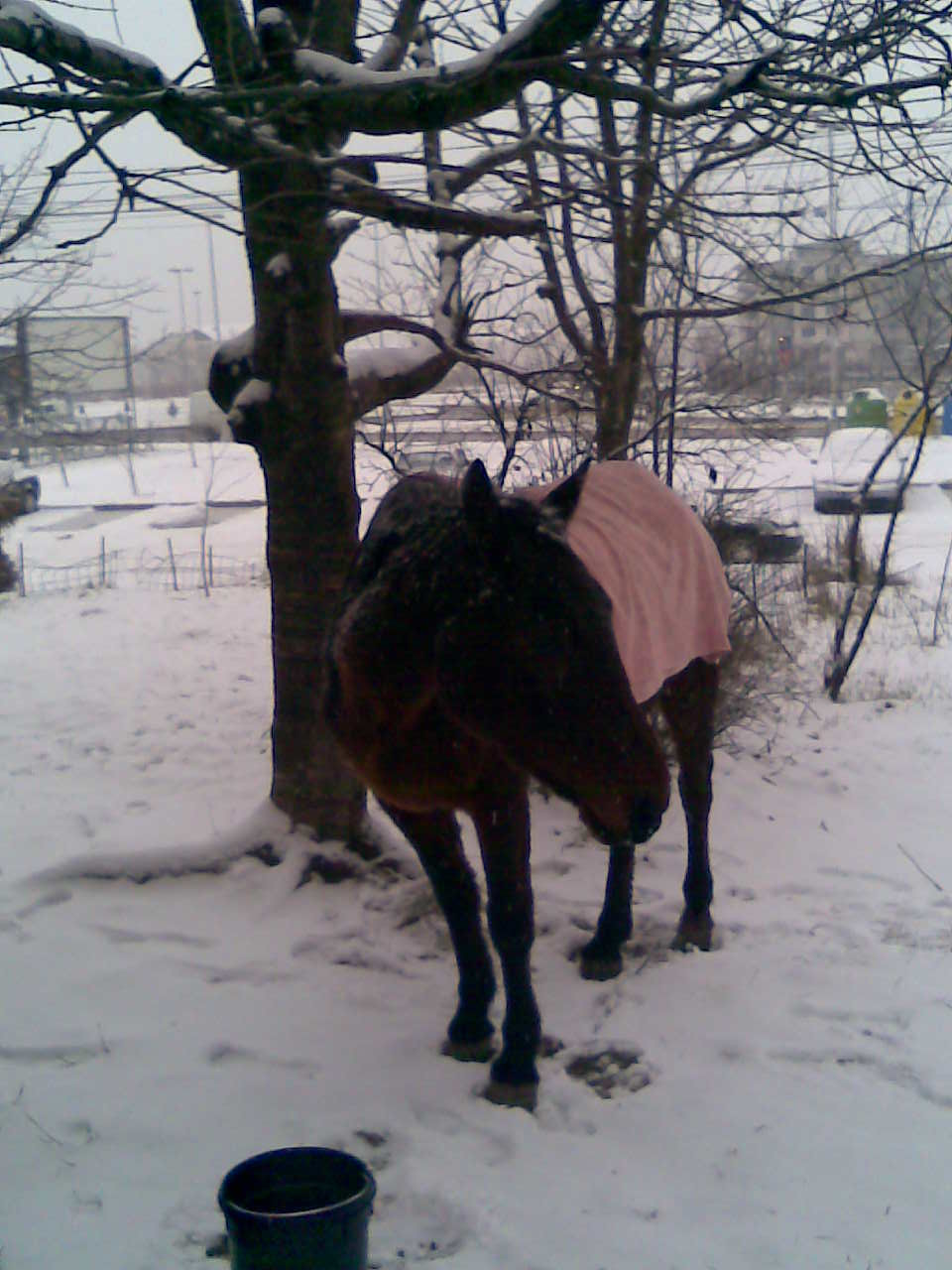 Cal lasat sa moara de frig in zapada!