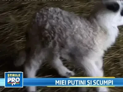 Mieii de Pasti vor fi foarte scumpi