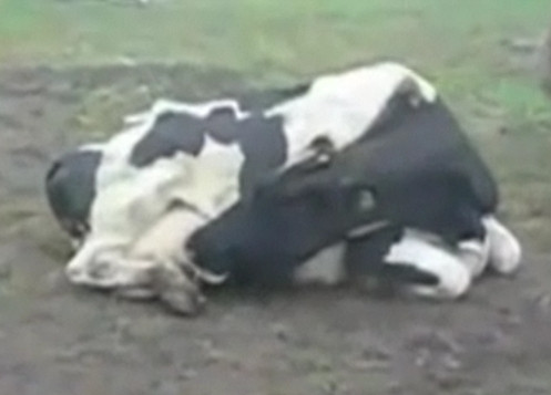 Cea mai lacoma vaca din lume: isi bea propriul lapte! VEZI VIDEO!