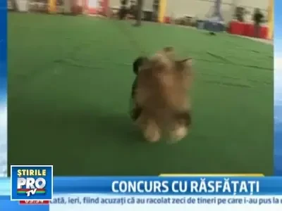 Chinezii incep sa se indragosteasca de caini