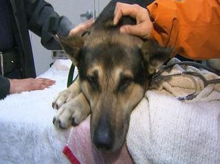 Un ciobanesc german cazut intr-un rau l-a muscat pe salvatorul sau