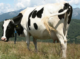 Cu mersul leganat si ugerul ferm, Dolly a castigat titlul de Miss Vaca