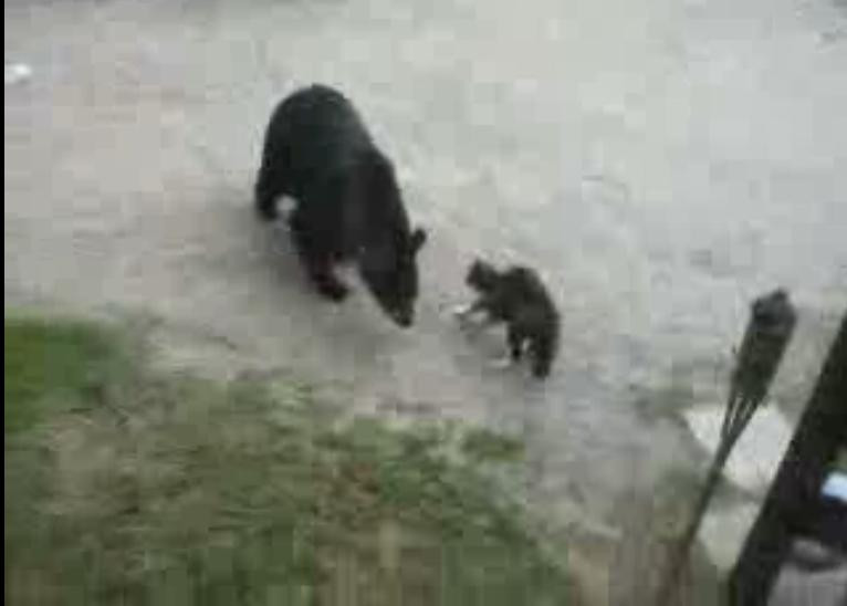 Urs gunoier versus pisica in lupta pentru mancare! Vezi cine castiga