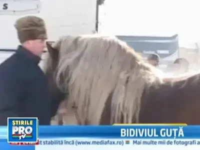 Cei mai frumosi cai din tara pot fi admirati intr-o expozitie, la Sibiu