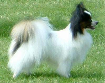 Cei mai frumosi caini din tara! 3.000 de blanite s-au intrecut la Ploiesti