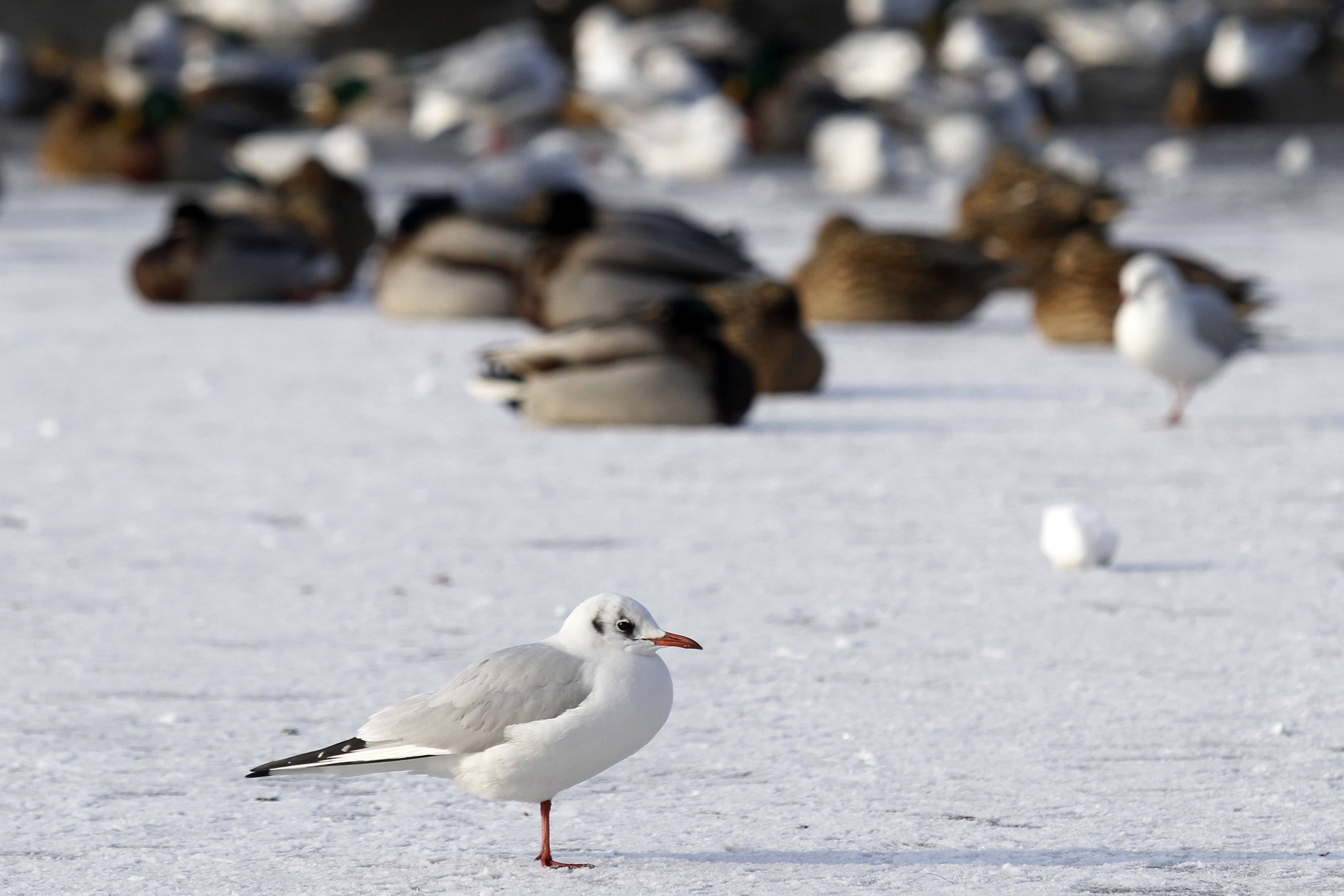 Spectacol glaciar la malul Marii Negre. Periculos insa