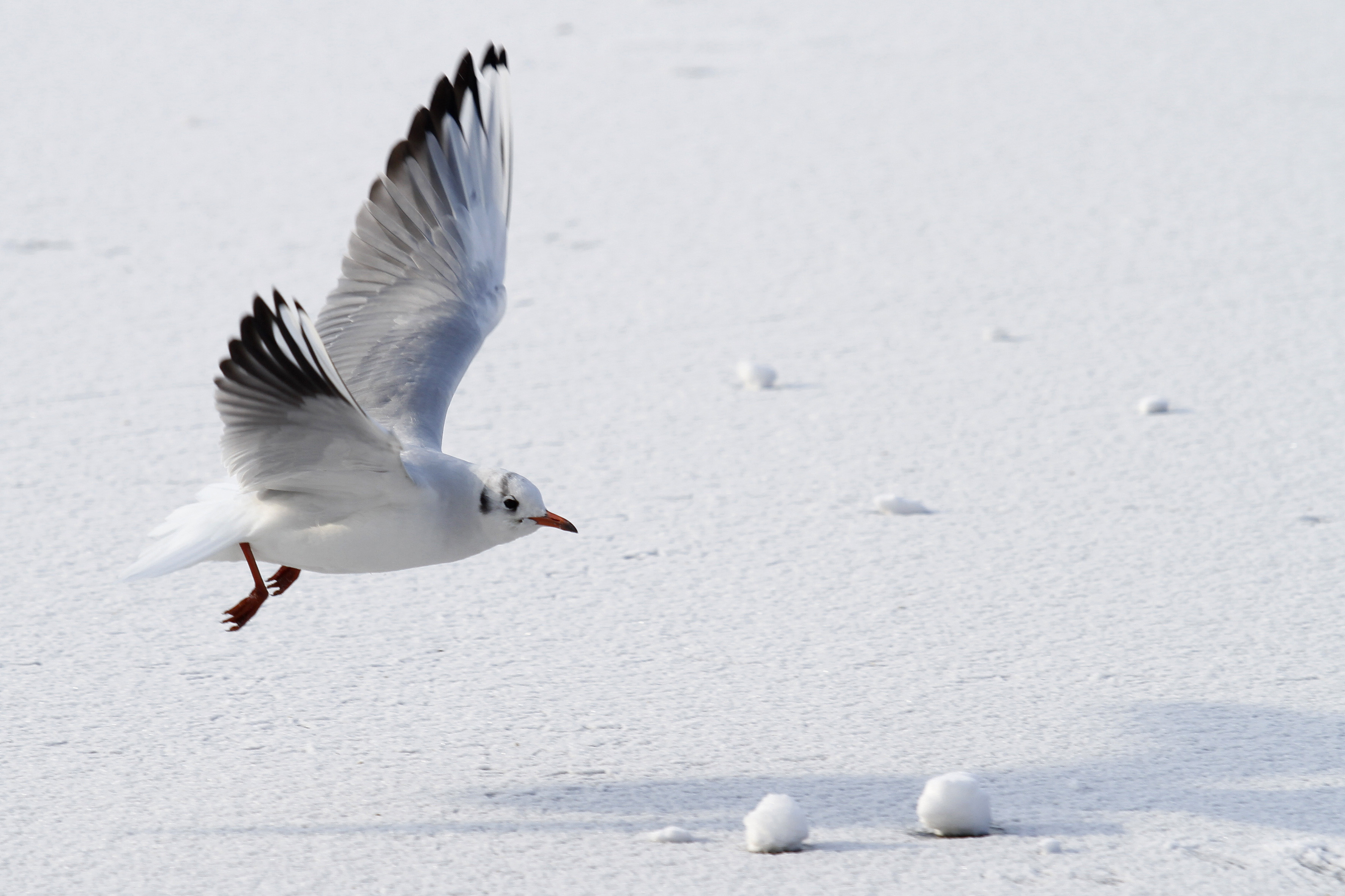 Polonezii ingheata de frig la -20 de grade Celsius