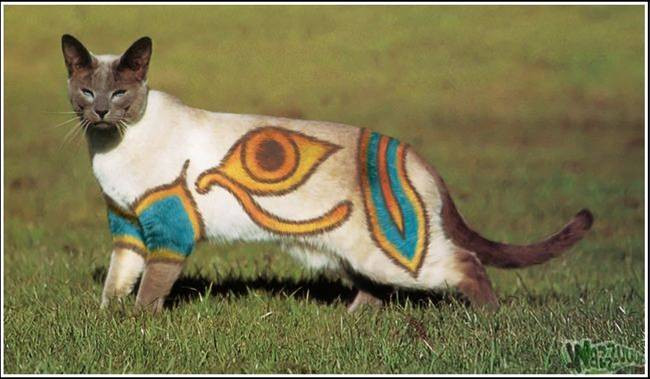 Cioara vopsita e demodata, acum se umbla cu pisica pictata