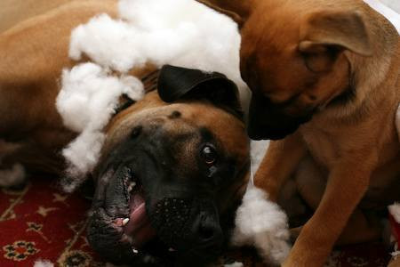 O catelusa a adus pe lume 17 pui odata!