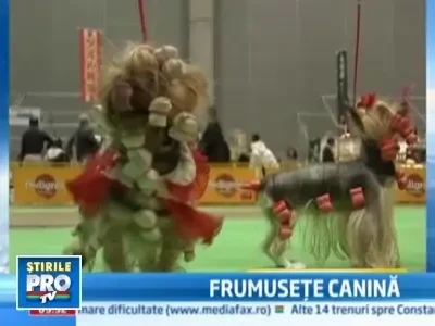 1.000 de catei s-au intrecut in frumusete, la Tokio