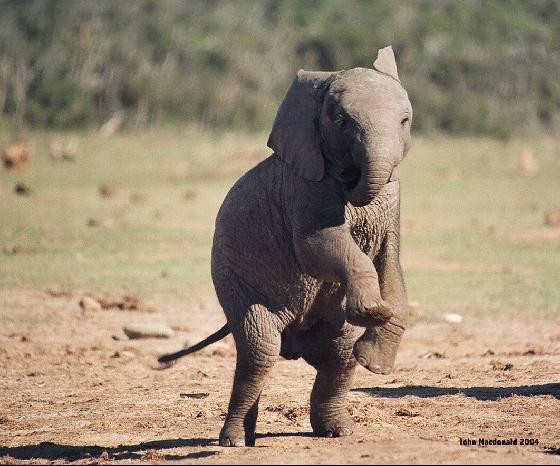 Bebelus hiperactiv la gradina zoologica din Munchen