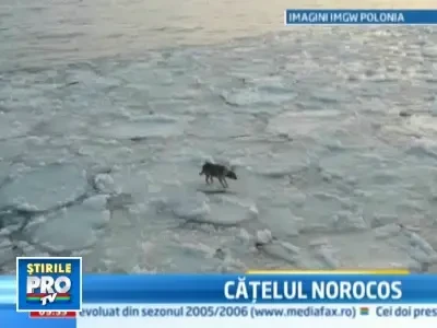 Catel salvat din apele inghetate de cativa marinari
