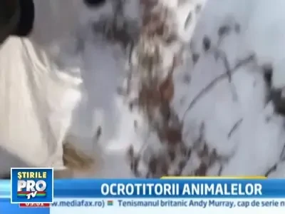 Animalele salbatice de pe Valea Prahovei, hranite de silvicultori!
