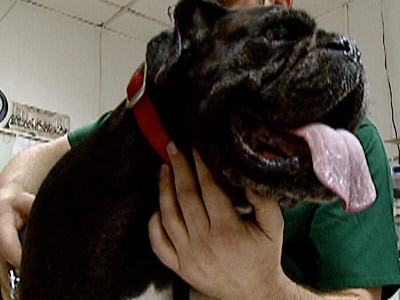 Boxi, primul catel din Romania cu stimulator cardiac!